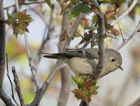 Ruby crowned Kinglet 2226